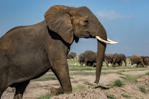 Elephants at Tsavo East